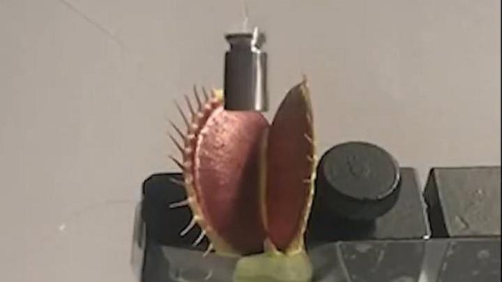 ربات