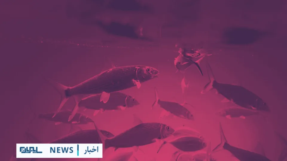 هشدار