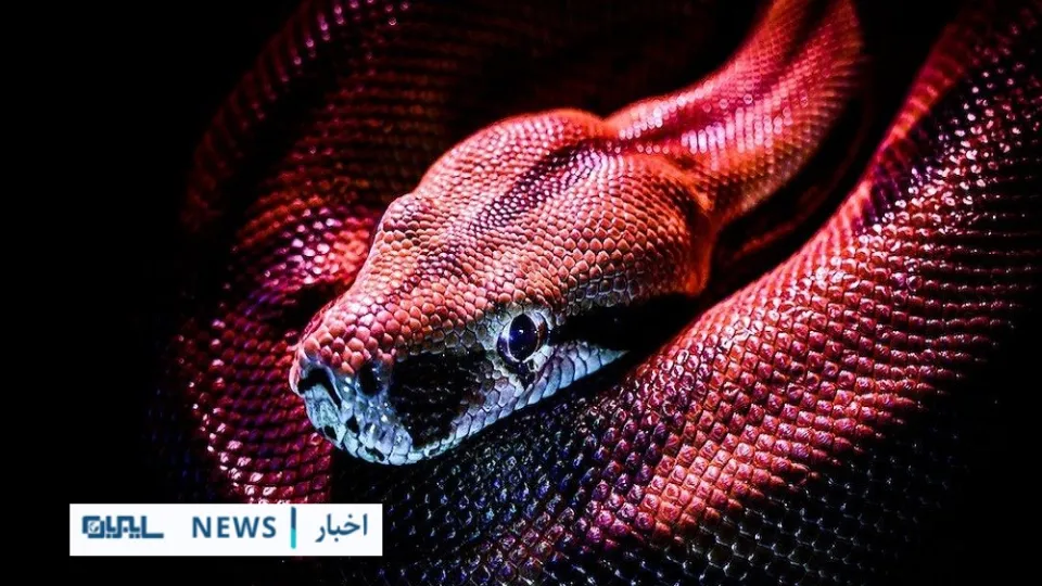 ادعای